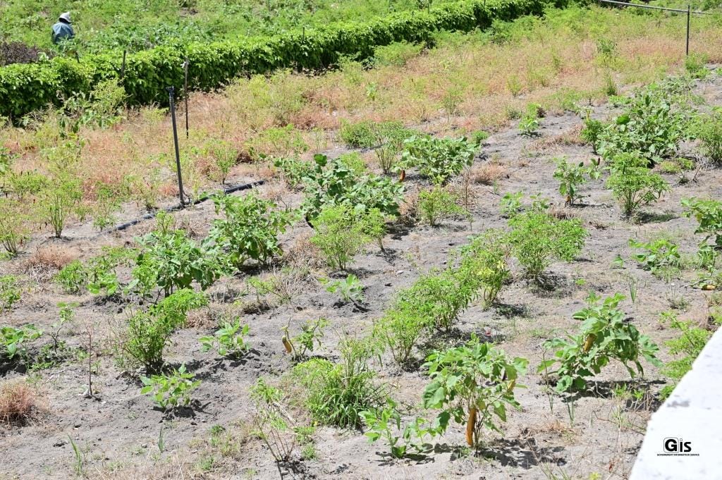 Post Cyclone Freddy: Registered planters to benefit from free seedlings and compensation schemes, states Agro-Industry Minister